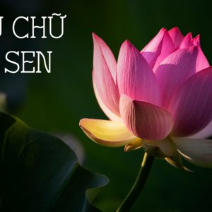Font Tiếng Việt Hoa Sen Typeface – Kiểu chữ Hoa Sen