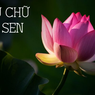 Font Tiếng Việt Hoa Sen Typeface – Kiểu chữ Hoa Sen